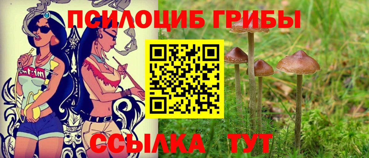 Курганинск  цена наркотик  Вход с VPN  Псилоцибиновые грибы мицелий 